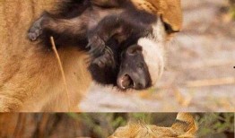 天威狮鹫爆料了吗视频大全,视频大全背后的精彩瞬间